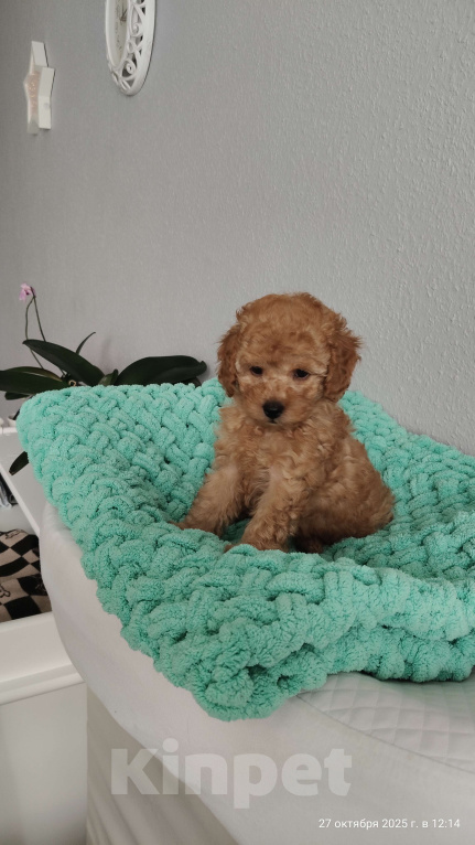 Собаки в Мытищах: Миниатюрный пудель Абель Девочка, 150 000 руб. - фото 2