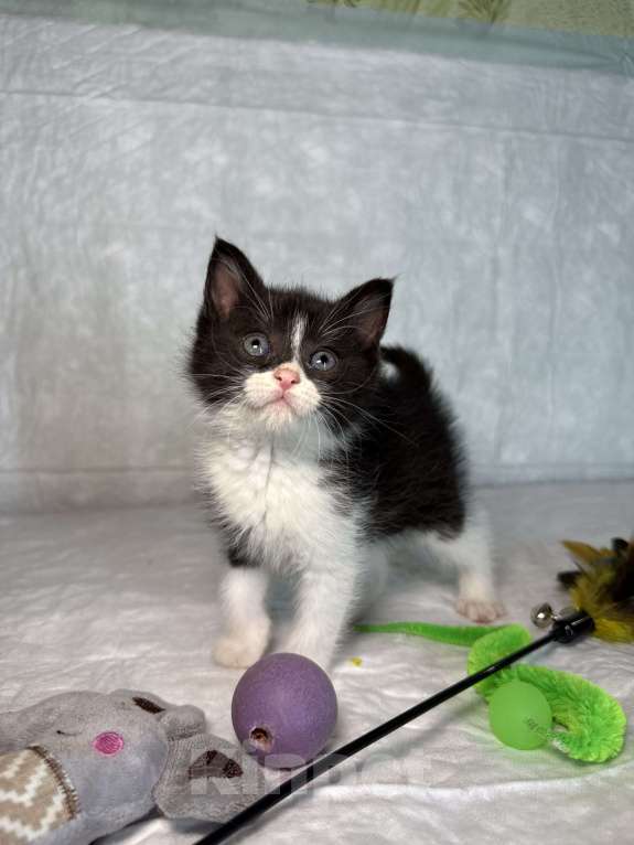 Кошки в Санкт-Петербурге: Котенок 1 месяц Кайя Девочка, Бесплатно - фото 4