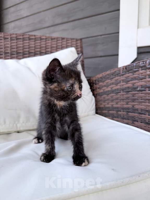 Кошки в Рузе: Отдам котенка в добрые руки Девочка, Бесплатно - фото 4