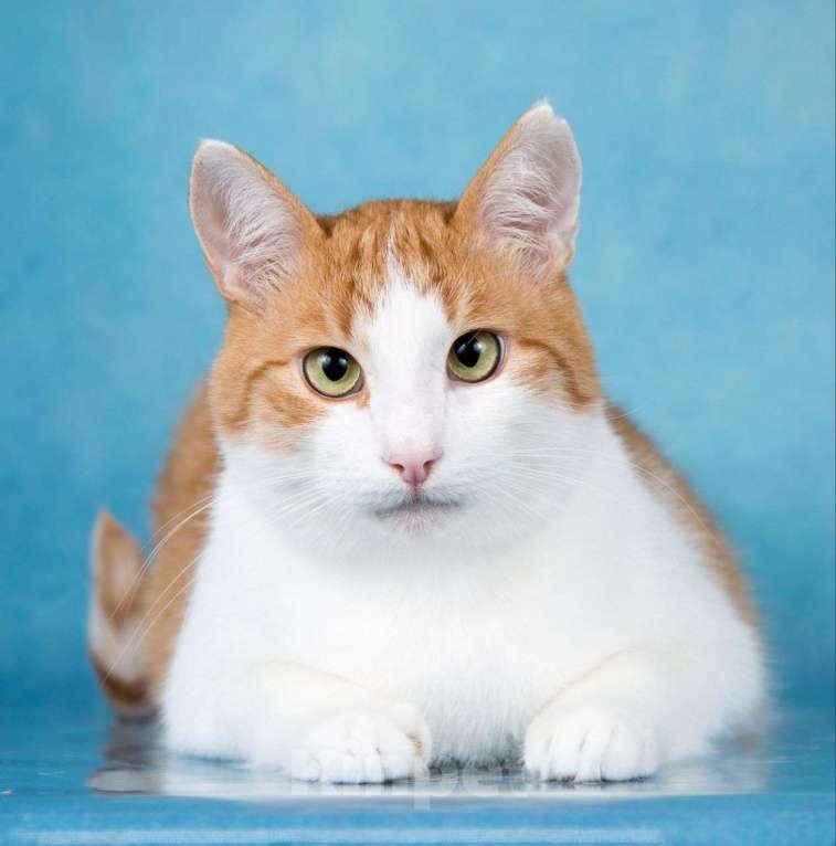 Кошки в Москве: Рыженький котик Яша в поисках своей семьи ???? Мальчик, Бесплатно - фото 2