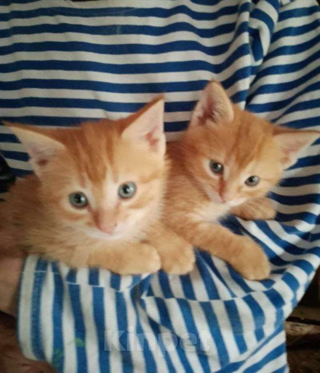 Кошки в Ульяновске: Котенок мальчик Мальчик, Бесплатно - фото 2