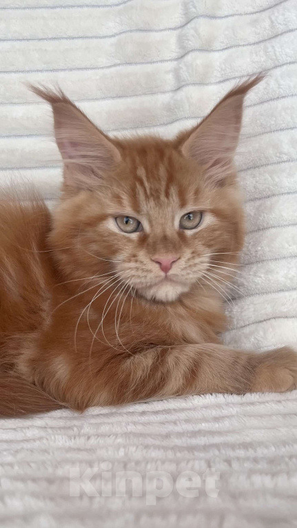 Кошки в Ярославле: Кошка  Девочка, Бесплатно - фото 1