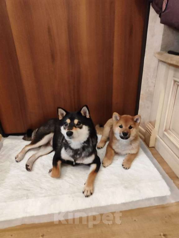 Собаки в Москве: Замечательный щенок Сиба Ину Мальчик, Бесплатно - фото 1