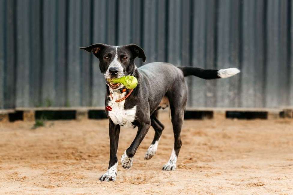 Собаки в Москве: Цирковой пёс Барни в добрые руки Мальчик, 1 руб. - фото 7