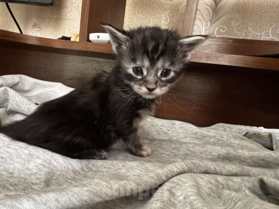 Кошки в Комсомольске-На-Амуре: Котята  Девочка, 25 000 руб. - фото 4