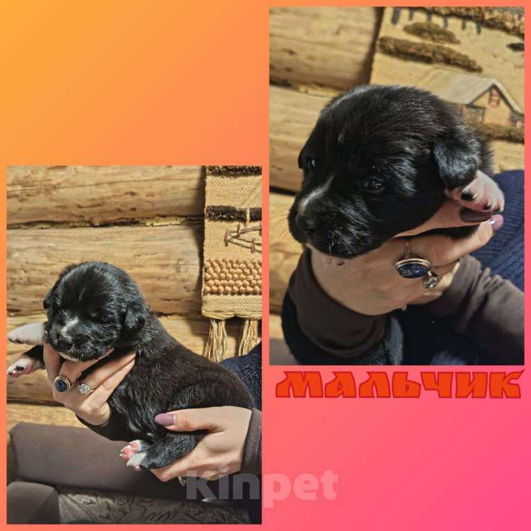 Собаки в других городах Ленинградской области: Австралийский ретривер Мальчик, 7 000 руб. - фото 1