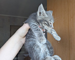 Кошки в Ростове-на-Дону: Отдам котенка в добрые руки Мальчик, Бесплатно - фото 2