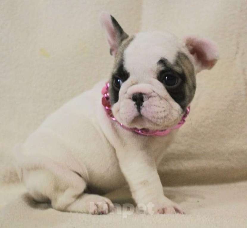 Собаки в Москве: Французский бульдог,щенок Девочка, 130 000 руб. - фото 3