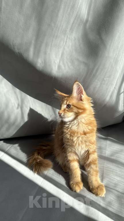 Кошки в Барнауле: Кошечка Мейн-кун Девочка, 26 000 руб. - фото 8