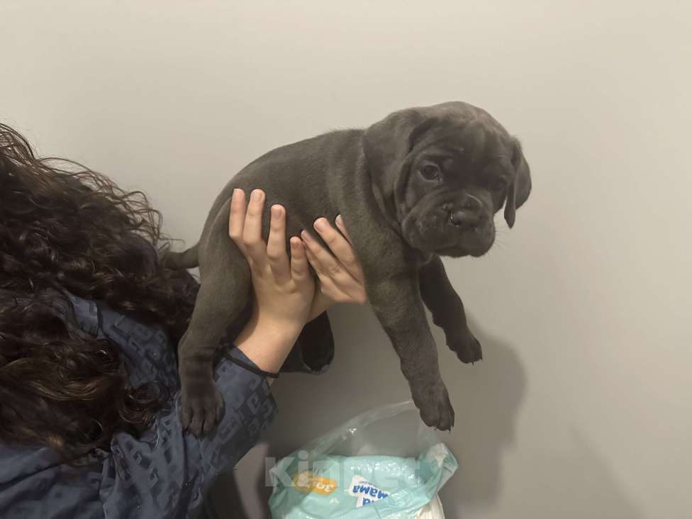 Собаки в других городах Московской области: Щенки кане-корсо Девочка, 45 000 руб. - фото 4