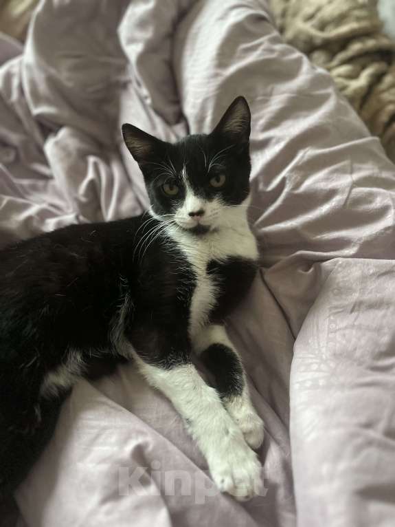 Кошки в Калининграде: Ищу семью Мальчик, Бесплатно - фото 3