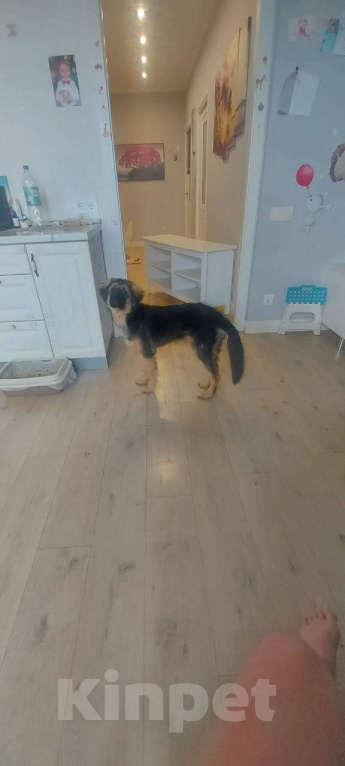 Собаки в Архангельске: Отдадим привитую и с паспортом дворняжку Девочка, Бесплатно - фото 2