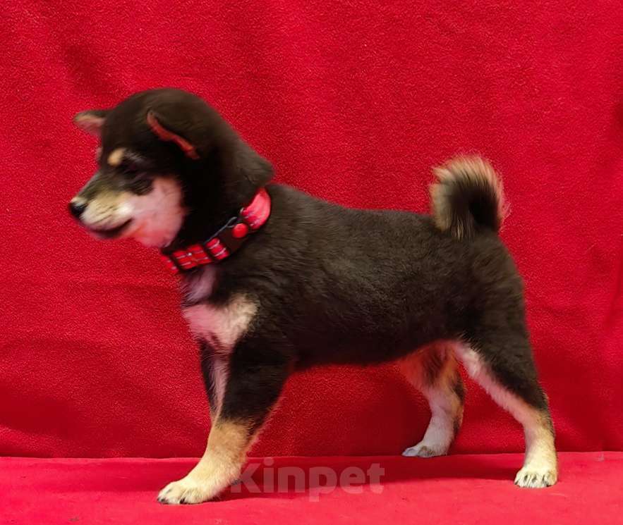 Собаки в Москве: Сиба ину (Шиба ину) - девочка 3 мес. Девочка, 80 000 руб. - фото 2