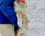 Собаки в Москве: щенок метис овчарки девочка  Девочка, Бесплатно - фото 3