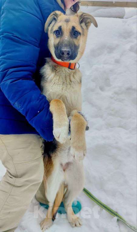 Собаки в Москве: щенок метис овчарки девочка  Девочка, Бесплатно - фото 3