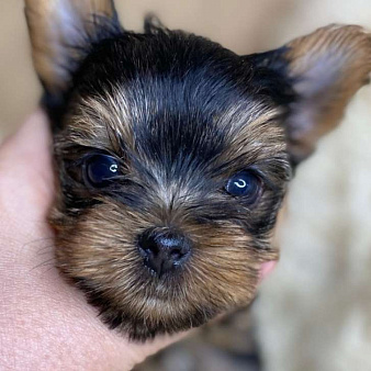 Йорк бебифейс мальчик