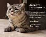 Кошки в Саратове: метис британца (котик из рекламы вискаса) в добрые руки Мальчик, Бесплатно - фото 1