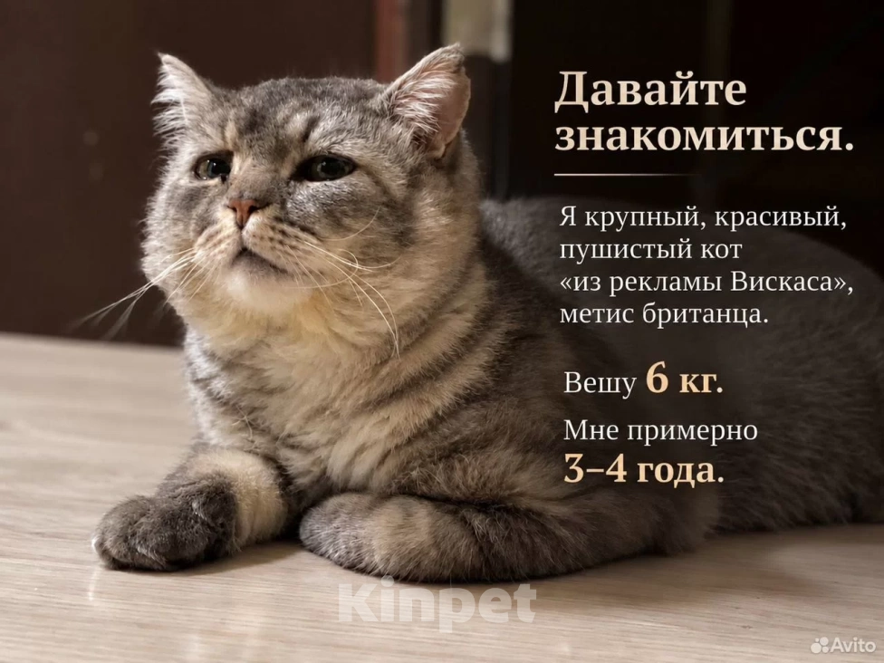 Кошки в Саратове: метис британца (котик из рекламы вискаса) в добрые руки Мальчик, Бесплатно - фото 1