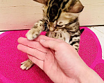 Кошки в Новосибирске: Клубные ласковые бенгальские котята девочки Девочка, 20 000 руб. - фото 4