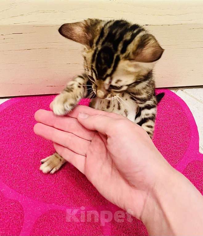 Кошки в Новосибирске: Клубные ласковые бенгальские котята девочки Девочка, 20 000 руб. - фото 4