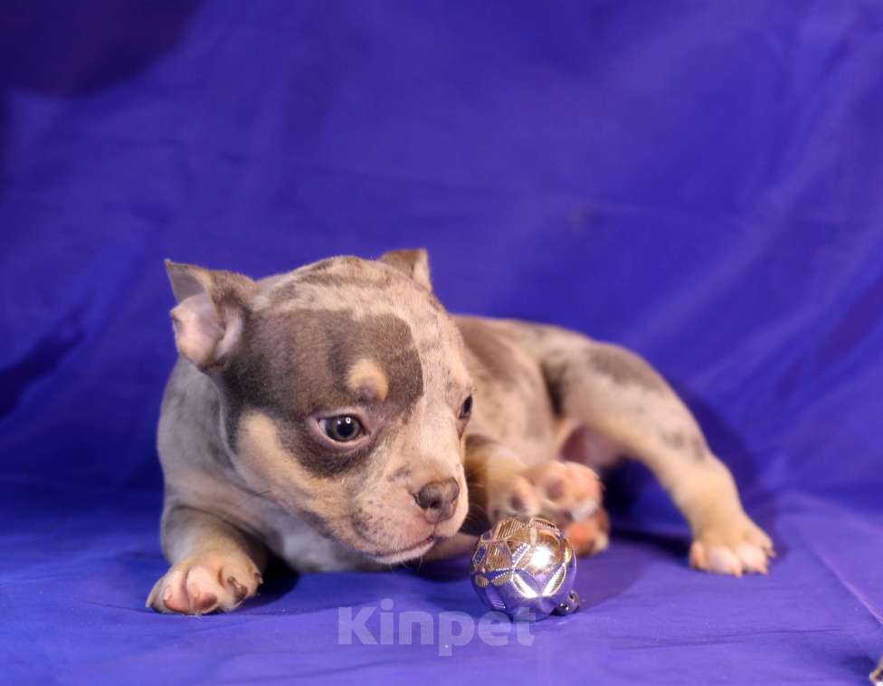 Собаки в Всеволожске: ММ ДАЛМОР ВИНТАЖ Мальчик, Бесплатно - фото 5