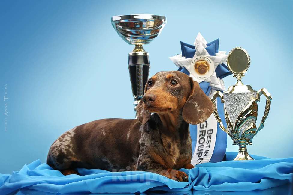 Собаки в Москве: Миниатюрный коричнево-мраморный кобель  Мальчик, 25 000 руб. - фото 6