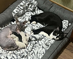 Кошки в других городах Воронежской области: Котята Девочка, Бесплатно - фото 2