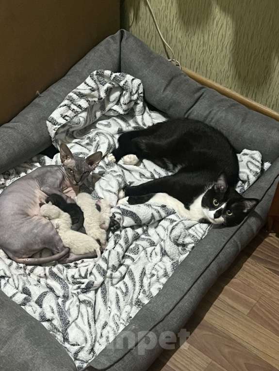 Кошки в других городах Воронежской области: Котята Девочка, Бесплатно - фото 2