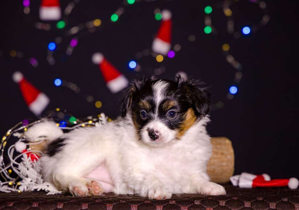 Собаки в Нижнем Новгороде: Щенок породы Континентальный той спаниель Папийон Девочка, Бесплатно - фото 3