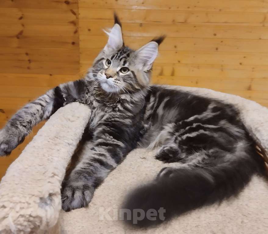 Кошки в Екатеринбурге: Мейн кун котенок  Мальчик, 50 000 руб. - фото 2
