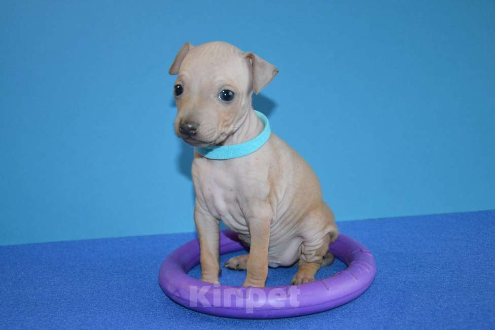 Собаки в Москве: Щенки американского голого терьера Мальчик, 25 000 руб. - фото 3