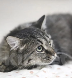 Кошки в Москве: Ласковый Чубакка ищет дом Мальчик, Бесплатно - фото 5