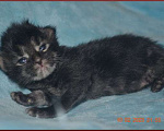 Кошки в Волгограде: Котята мейн-кун - для души и разведения Мальчик, 20 000 руб. - фото 4