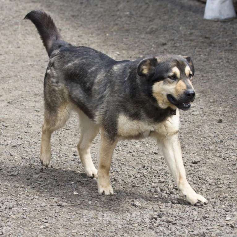 Собаки в Москве: Дэймон Мальчик, Бесплатно - фото 3