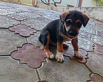 Собаки в Краснодаре: Отдам щенка в добрые руки Мальчик, Бесплатно - фото 3