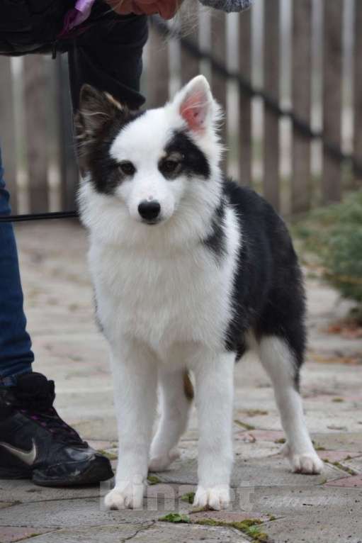 Собаки в Москве: Ненецкая оленегонная лайка. Сука Алекса. Девочка, 60 000 руб. - фото 5