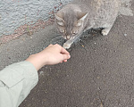 Кошки в Волгограде: Отдам кошку в добрые руки Девочка, Бесплатно - фото 2