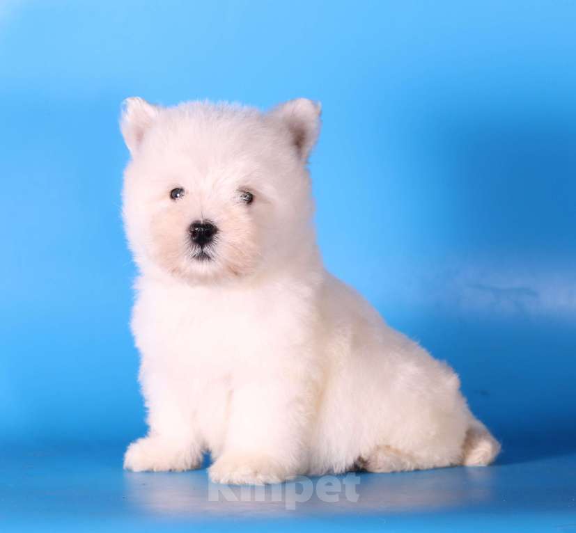 Собаки в Москве: вест хайленд вайт терьер щенок девочка  Девочка, 100 000 руб. - фото 5