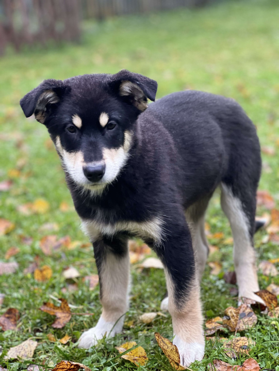 Собаки в других городах Московской области: Невероятно добрая и ласковая девочка-щенок ищет семью! Девочка, Бесплатно - фото 3