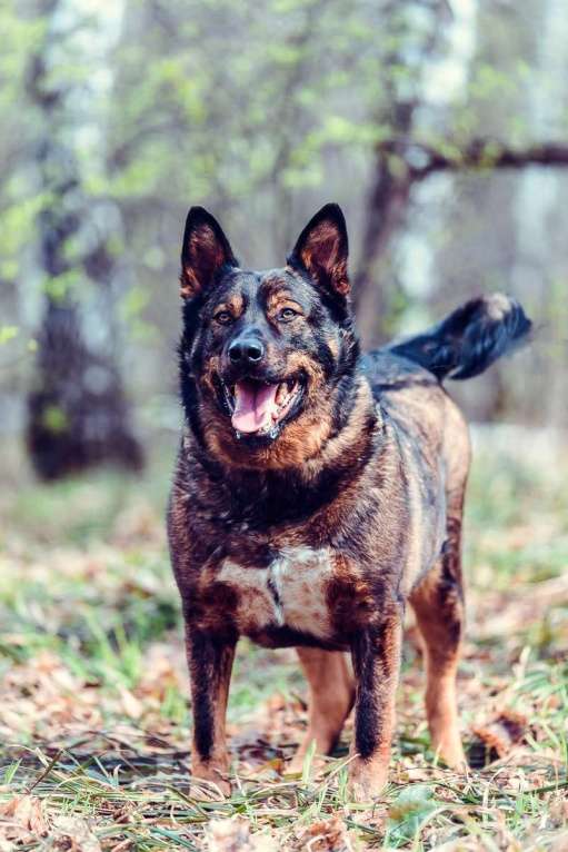 Собаки в Москве: Харитон Мальчик, Бесплатно - фото 4