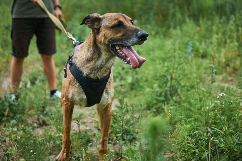 Собаки в Москве: Барклай Мальчик, Бесплатно - фото 2