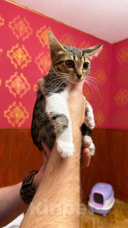Кошки в Москве: Котёнок Масяня ищет дом Девочка, Бесплатно - фото 8