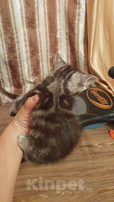 Кошки в Долгопрудном: Шотландские котята Мальчик, 4 500 руб. - фото 2