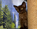 Кошки в Ростове-на-Дону: Европейская Бурма котята Девочка, Бесплатно - фото 5