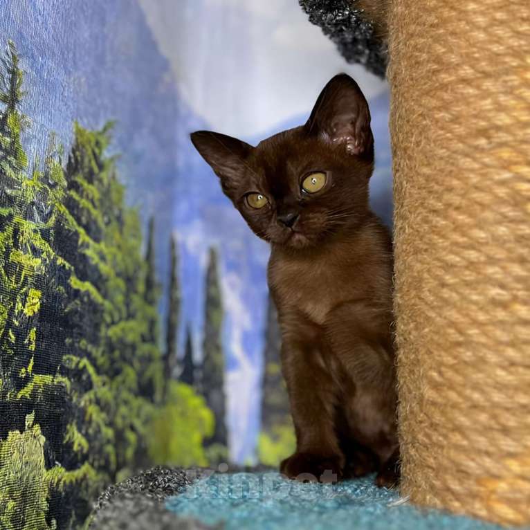 Кошки в Ростове-на-Дону: Европейская Бурма котята Девочка, Бесплатно - фото 5