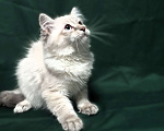 Кошки в Санкт-Петербурге: Невский маскарадный котёнок, кот Мальчик, 45 000 руб. - фото 1