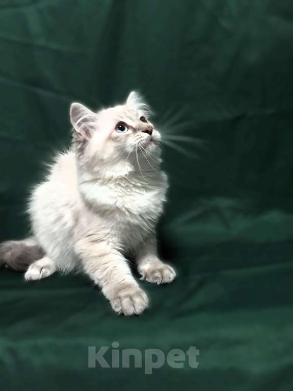 Кошки в Санкт-Петербурге: Невский маскарадный котёнок, кот Мальчик, 45 000 руб. - фото 1