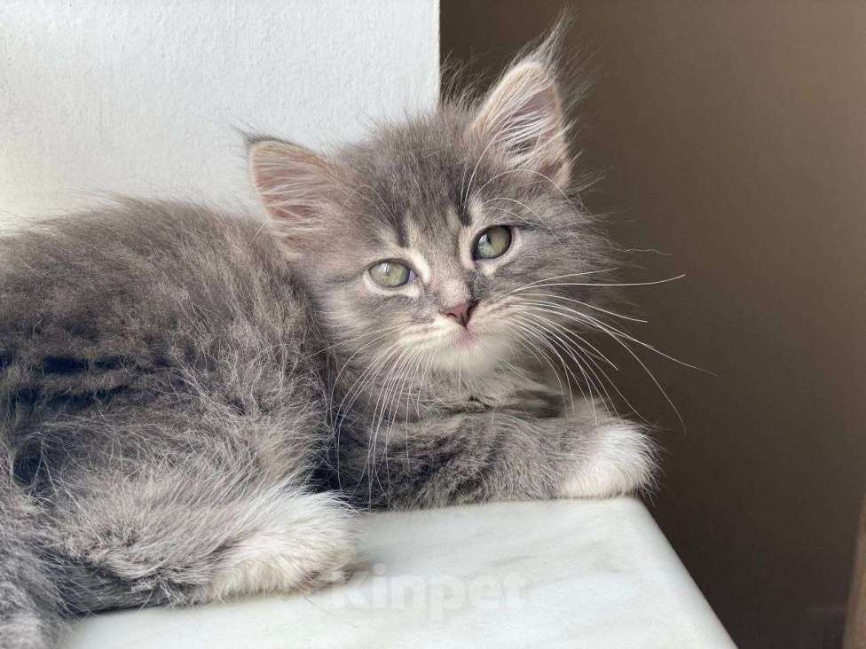 Кошки в Москве: Котенок Йода ищет дом Девочка, Бесплатно - фото 9
