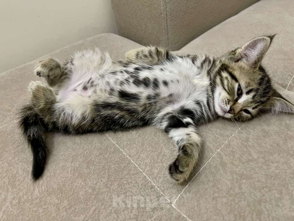 Кошки в других городах Московской области: Кошечка девочка шотландская (помесь) Девочка, 2 000 руб. - фото 9