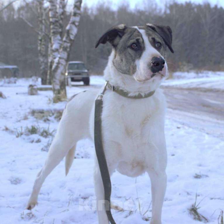 Собаки в Москве: Филя Мальчик, Бесплатно - фото 2